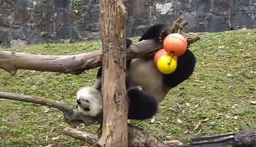 упитанная проворная панда