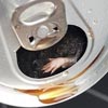 дохлая мышь в газировке