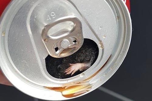дохлая мышь в газировке