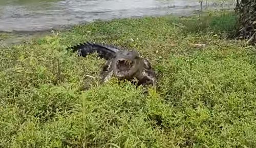проворный крокодил украл рыбу