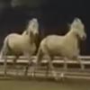 лошади убежали из конюшни