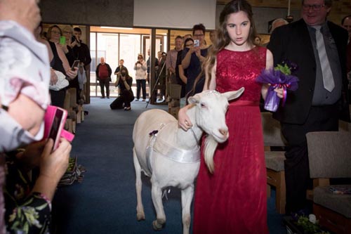 козу пригласили на свадьбу