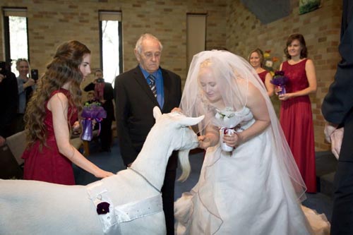 козу пригласили на свадьбу