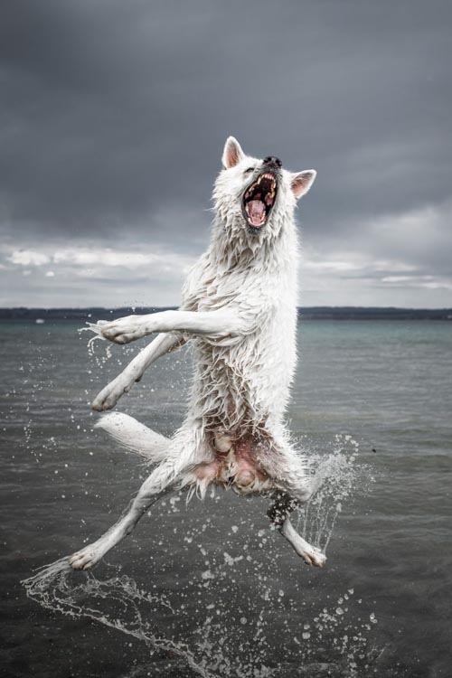 пёс танцует в воде