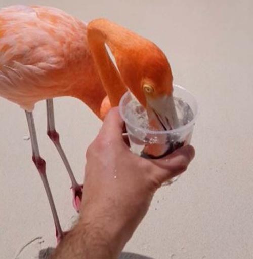 турист напоил фламинго