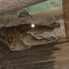 самка крокодила под кроватью