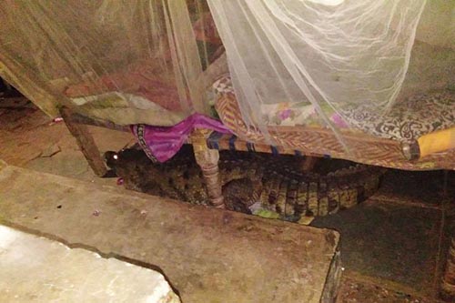 самка крокодила под кроватью