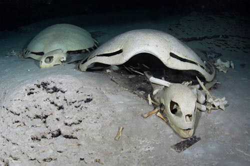 подводное черепашье кладбище