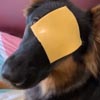 собака и шутка с куском сыра