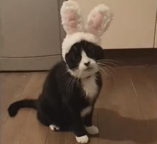 кошка превратилась в кролика