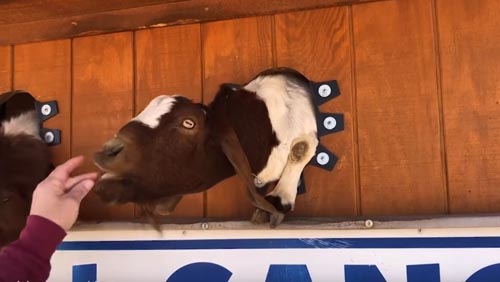 необычная стена коз на ранчо