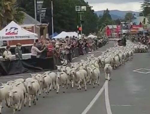 сотни овец пробежались по улицам