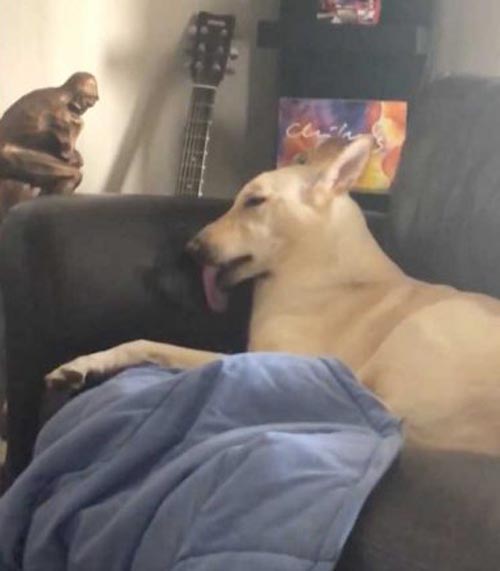 пёс облизал любимый диван