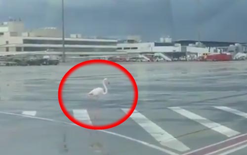 фламинго прилетел в аэропорт