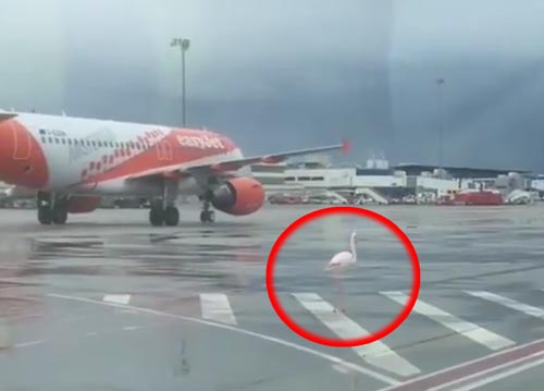 фламинго прилетел в аэропорт