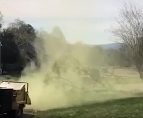 облако пыльцы от дерева