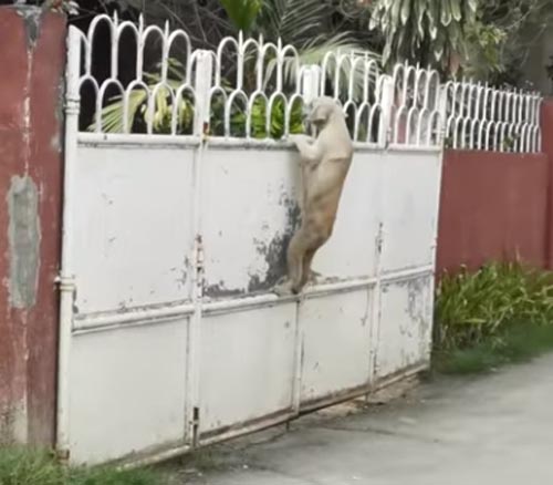 собака и закрытые ворота