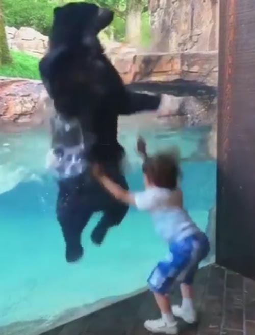 мальчик танцует с медведем