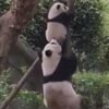 панда снимает детёныша с дерева