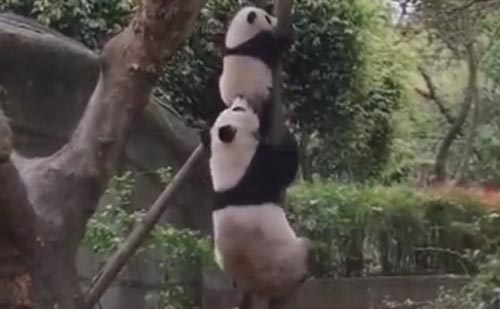 панда снимает детёныша с дерева