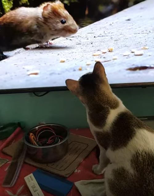 кошка увидела грызунов на экране