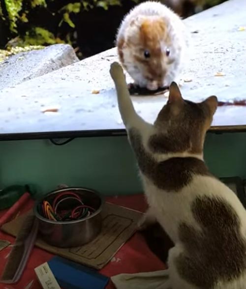 кошка увидела грызунов на экране