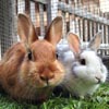 кролики на детской фотографии