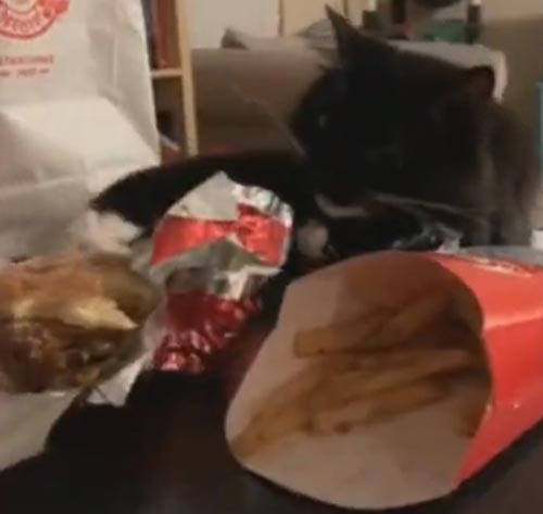 кот хочет съесть чизбургер