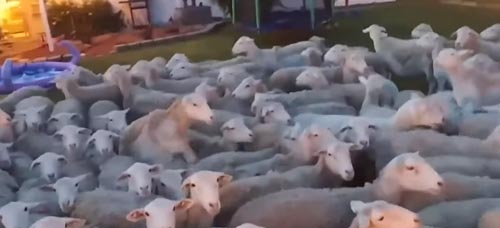 море овец на заднем дворе