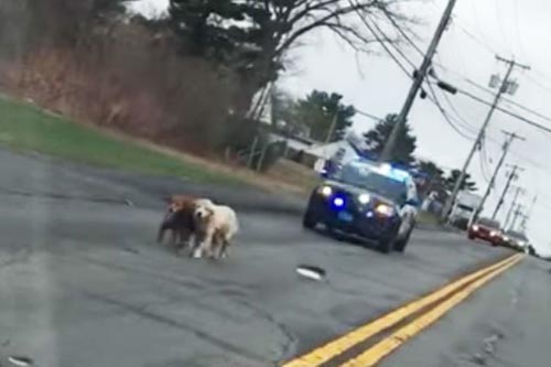 Двох собак, що вийшли на прогулянку, супроводжували поліцейський ескорт (ВІДЕО)