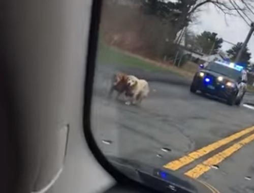 собаки с полицейским эскортом