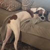 собаке нельзя на диван