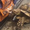 черепаха украла собачий корм