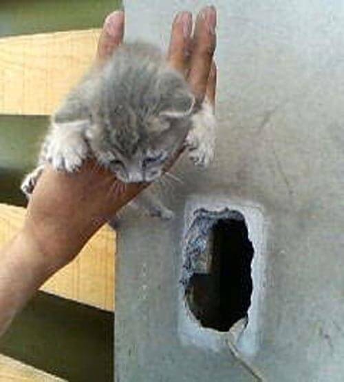 котёнка спасли из стены