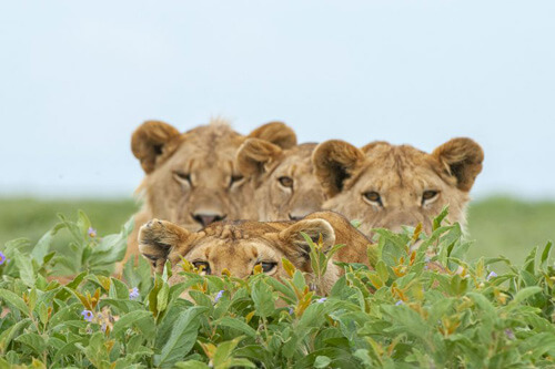 случайное фото с львами