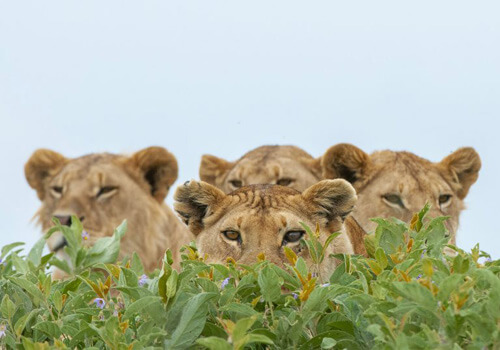 случайное фото с львами