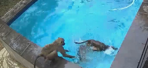 бабуины пользуются бассейном