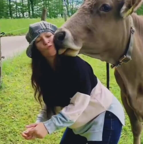 люди целуют коров