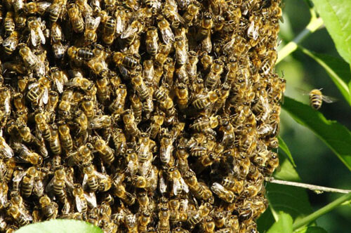 пчёлы поселились в стене