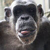 шимпанзе корчит рожи
