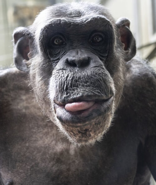 шимпанзе корчит рожи