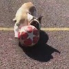 собака обожает играть в футбол