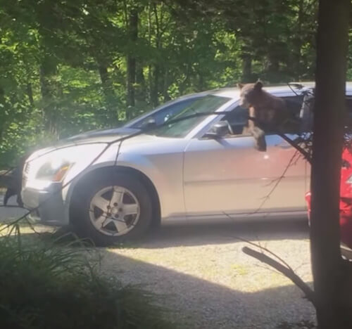 медведи забрались в машину