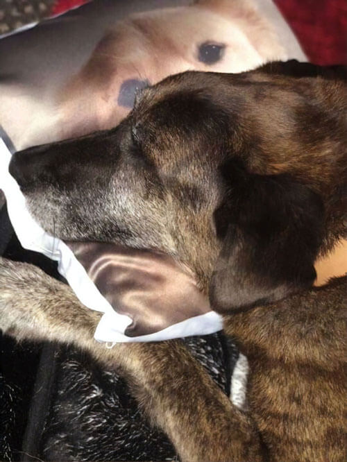 подушка с портретом пса