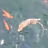 крысы воруют корм у рыб