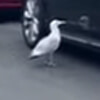чайка напала на машины