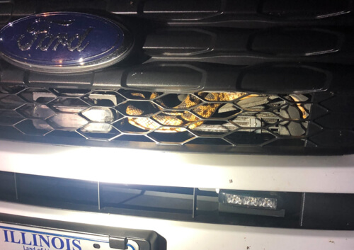змея под капотом машины