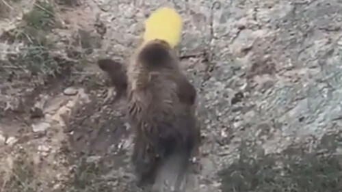 медведь в пластиковом ведре