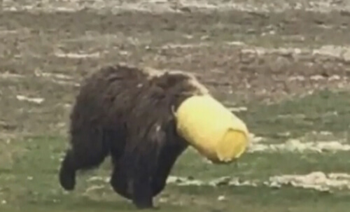 медведь в пластиковом ведре