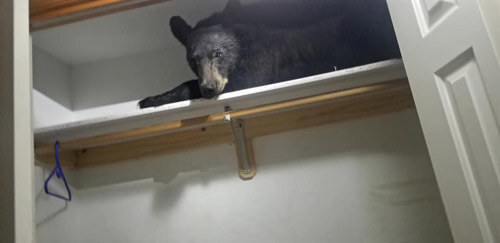 медведь дремал в шкафу